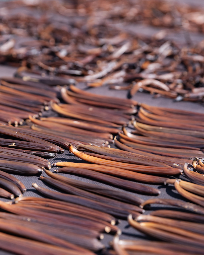 The Science of Traditional Sun Curing in Indonesian Agroforestry