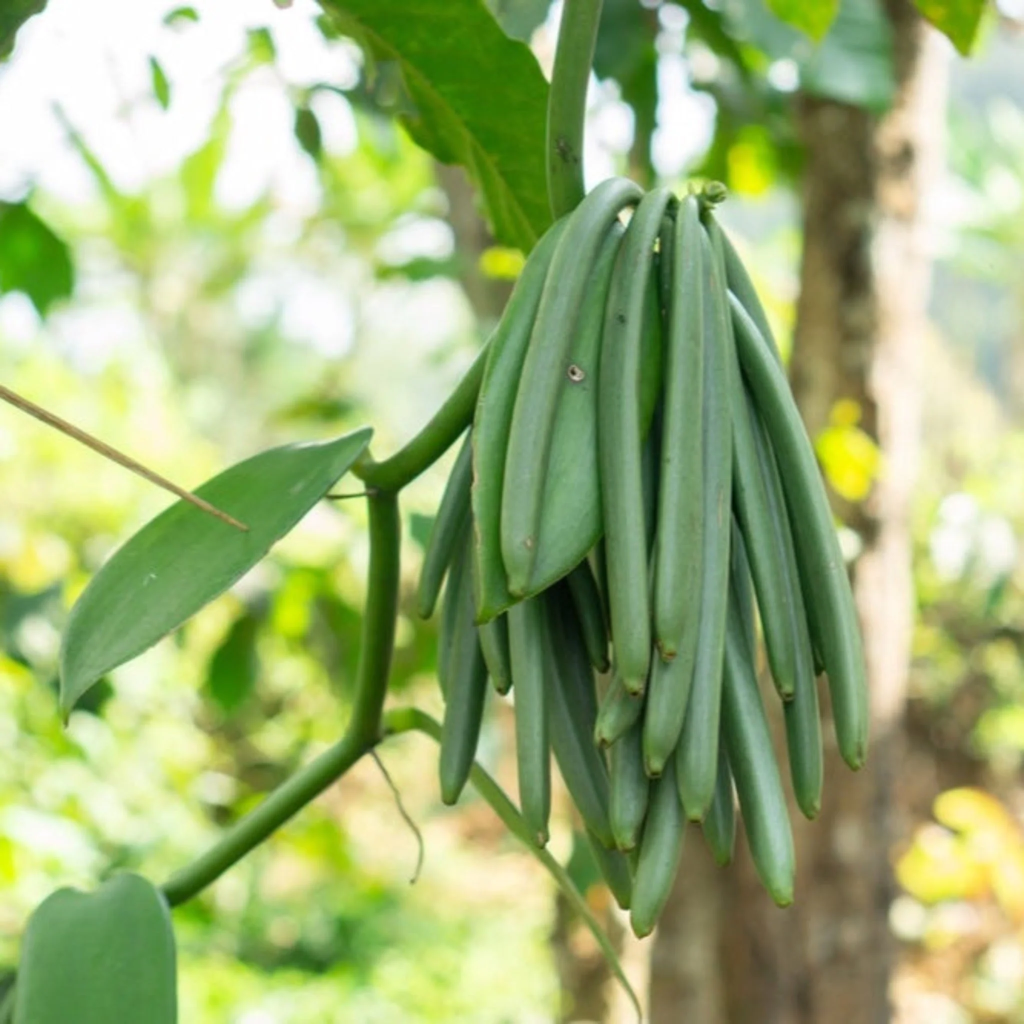 Vanilla Collection - Raw vanilla